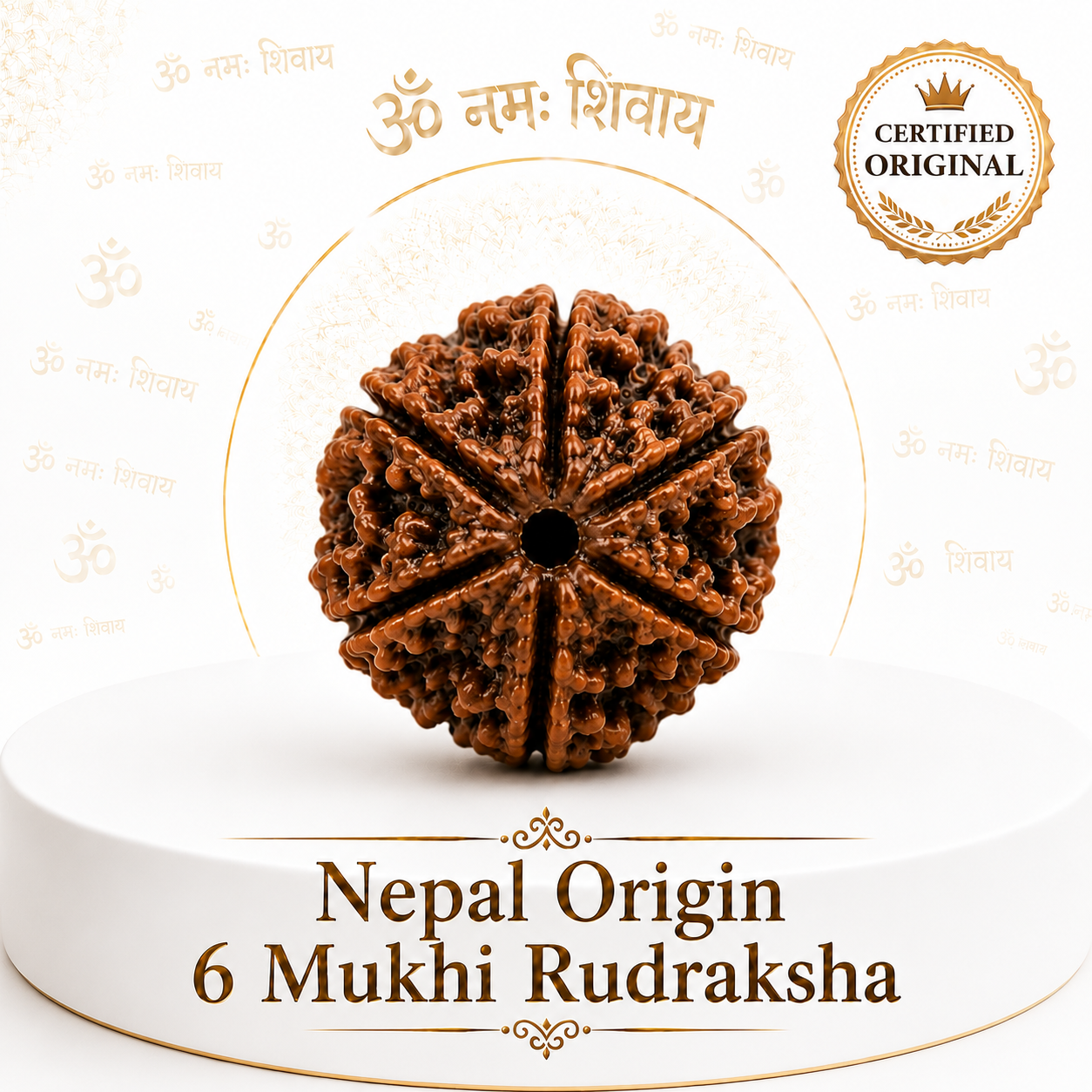 6 Mukhi Rudraksha ( Nepal Origin )